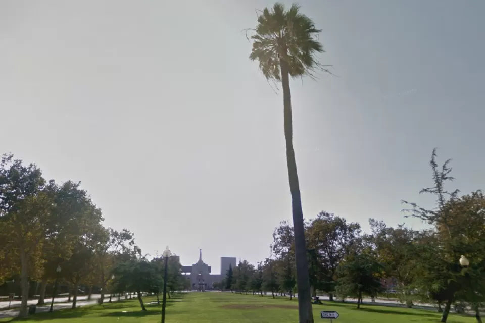 LA Oldest Palm Tree